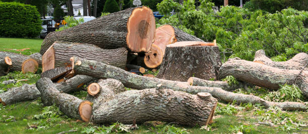 Best Tree Preservation Services  in Fort Mohave, AZ