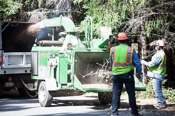 Best Tree Removal  in Fort Mohave, AZ